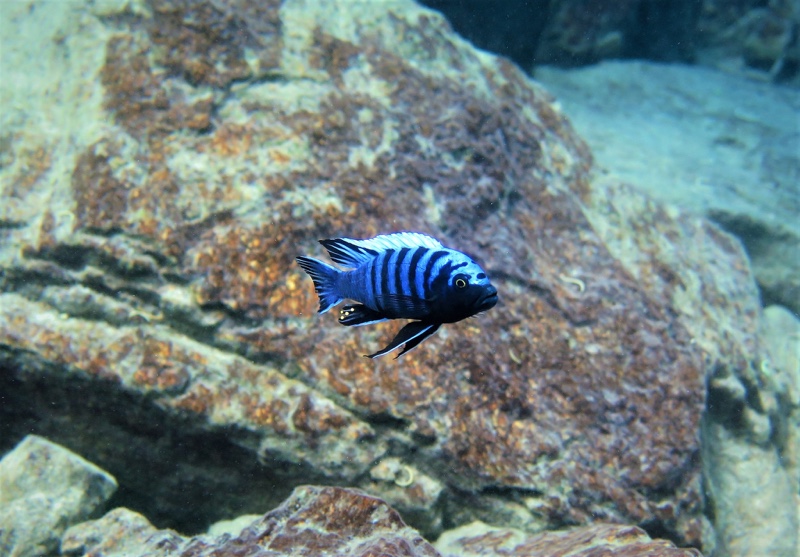 Cynotilapia zebroides 'Mbowe Island'